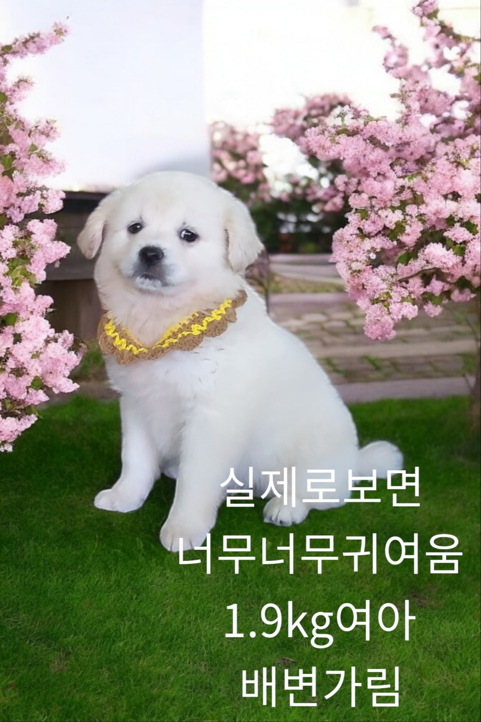 엄마는스피츠 이미지 파일 입니다.